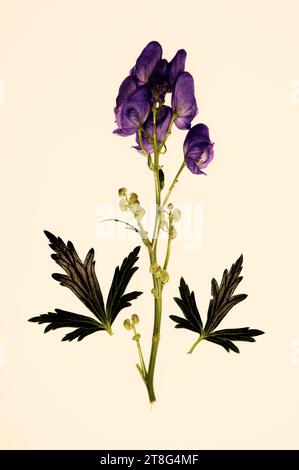 Aconitum carmichaelii 'chinesischer Akonit' [EX. NEPAL, KATH DRYDEN] Stockfoto