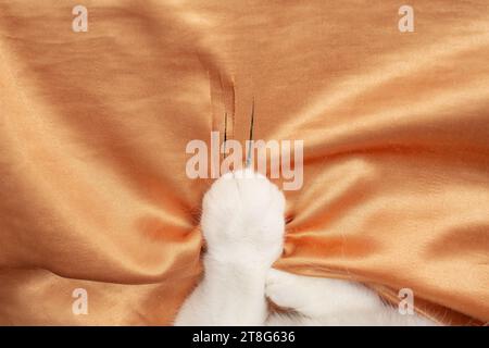 Weiße Fellkatzenpfoten kratzen und aufreißende orangefarbene Satin-Vorhänge, weicher Fokus Stockfoto