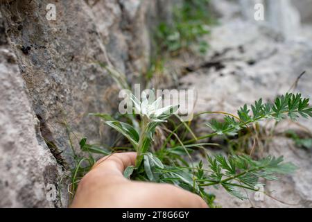 Die Hand greift nach einer sehr seltenen Edelweiß-Bergblume. (Leontopodium alpinum) wächst in der natürlichen Umgebung hoch oben in den felsigen Bergen, weich Stockfoto