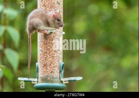 Junge braune Ratte (Rattus norvegicus), die Samen aus einem Gartenvogelfutter essen. September, Kent, Großbritannien Stockfoto