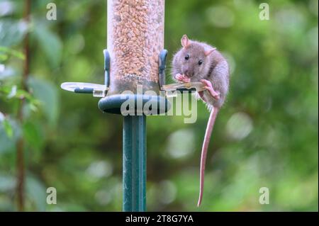 Junge braune Ratte (Rattus norvegicus), die Samen aus einem Gartenvogelfutter essen. September, Kent, Großbritannien Stockfoto
