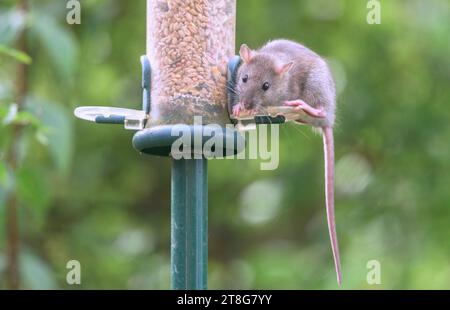 Junge braune Ratte (Rattus norvegicus), die Samen aus einem Gartenvogelfutter essen. September, Kent, Großbritannien Stockfoto