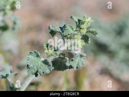 Weißer Andorhund, Marrubium vulgare. Es ist ein beliebtes Nahrungsergänzungsmittel. Foto aufgenommen in Colmenar Viejo, Madrid, Spanien Stockfoto