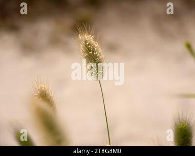 Eine Blume von Hasenschwanzpflanze im Sand Stockfoto