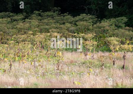 Riesenbärchen (Heracleum mantegazzianum), die auf dem Feld wachsen - Stirling, Schottland, Vereinigtes Königreich Stockfoto