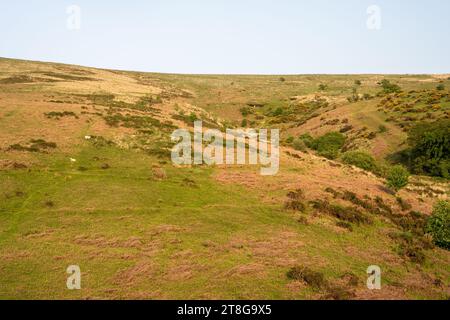 Schafe grasen auf rauem Grasland an den Hängen des Lake Down in Dartmoor, Devon. Stockfoto