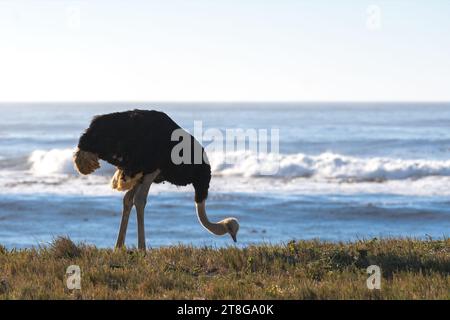 Farbfoto eines Straußes, der bei Sonnenuntergang am Meer am Kap der Guten Hoffnung in Südafrika weidet. Stockfoto