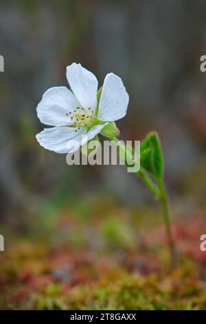 Wolkenbeere / nordische Beere / Backapfel / Knotenbeere (Rubus chamaemorus / Chamaemorus anglica) in Blüte im Sommer, heimisch in alpiner und arktischer Tundra Stockfoto