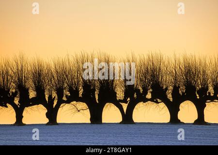 Reihe von bestäubten europäischen Linden/geschnittenen gemeinen Linden/gemeinen Linden (Tilia x europaea) im Winter vor dem orangefarbenen Sonnenuntergangshimmel Stockfoto