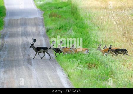 Herde von europäischen Damhirschen (Dama dama) Böcke / Männchen, die ländliche Straße überqueren, die im Sommer durch Feld/Wiese verläuft Stockfoto