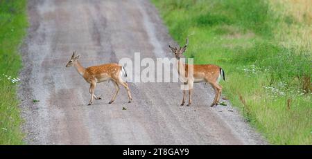 Zwei junge europäische Damhirsche (Dama dama) Böcke / Männchen überqueren ländliche Straße, die im Sommer durch Feld / Wiese verläuft Stockfoto