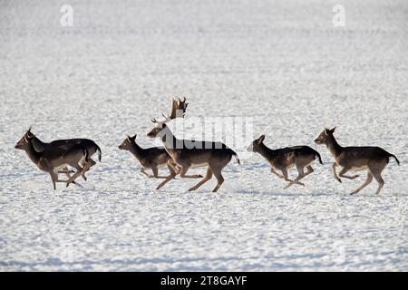Herde von europäischen Damhirschen (Dama dama), die mit Jungtieren und jungen Männchen im Winter über schneebedecktes Feld flüchten Stockfoto