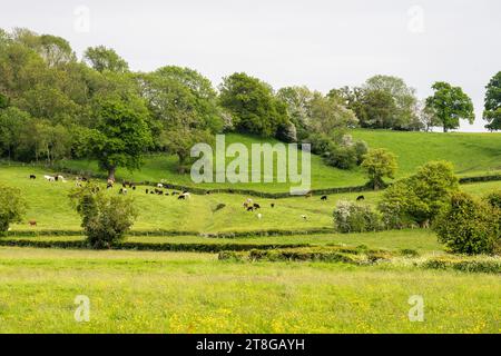 Rinder weiden auf einem Weidefeld auf einem Hügel im Gebiet Vale of Berkeley in Gloucestershire, England. Stockfoto