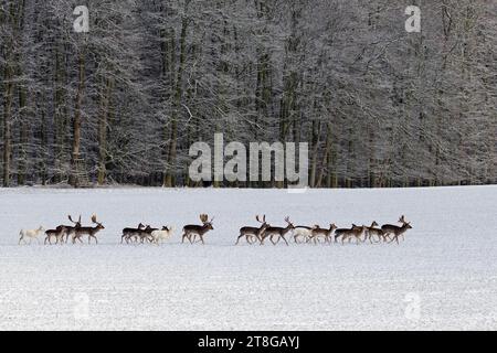 Herde von europäischen Damhirschen (Dama dama), die im Winter an Hochstand/Jagdblind/Hirsch auf schneebedecktem Feld am Waldrand vorbeilaufen Stockfoto