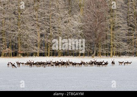 Große Herde von Damhirschen (Dama dama), die im Winter auf schneebedeckten Feldern am Waldrand auf Nahrungssuche sind Stockfoto