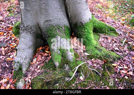 Eiche bedeckt mit grünem Moos, West Blean und Dornden Wald Naturschutzgebiet, West Blean, kent, großbritannien Stockfoto