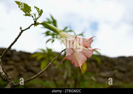 Wunderschöne Peach Angels Trompete Blume (Brugmansia versicolor) in Machu Picchu, Peru. Stockfoto