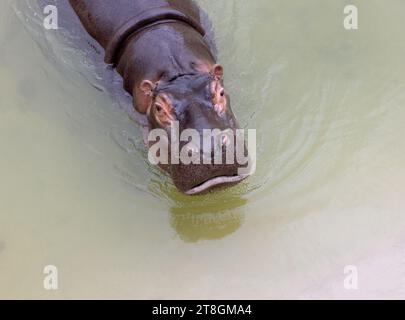 Ein riesiger Nilpferd im Wasser öffnet seinen Mund mit abgesägten Zähnen. Wildtiere in ihrem natürlichen Lebensraum. Afrikanische Tierwelt. Amphibien. Flusspferde - Th Stockfoto