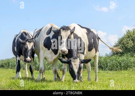 Drei Kühe spielen, fröhlich und glücklich auf einem Feld, Gruppenumarmung an einem sonnigen Tag Stockfoto