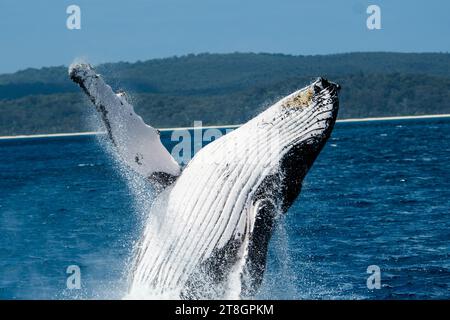 Buckelwale brechen in Hervey Bay Stockfoto