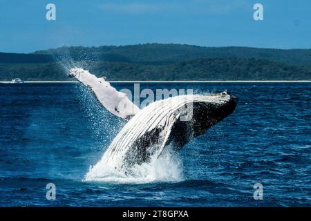 Buckelwale brechen in Hervey Bay Stockfoto