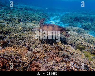 Green Turtle schwimmt auf Lady Elliott Island im Great Barrier Reef Australien Stockfoto