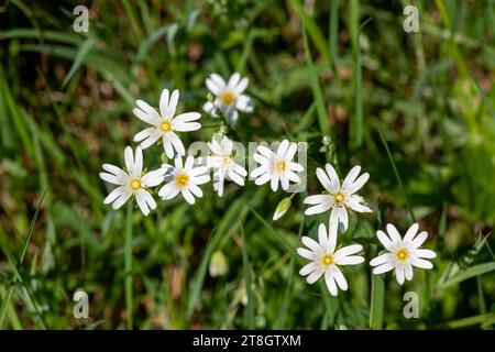 Makroaufnahme von blühenden Blüten mit großer Stitkrautblüte (Rabelera holostea) Stockfoto