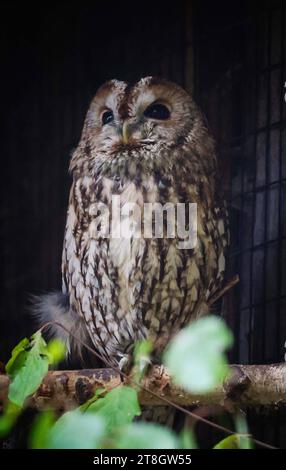 12.11.2023, Poing, DE, unterwegs in Deutschland, Fototermin, Themenbild, Verschiedene Themenbilder, Symbolbild, Tiere, im Bild Waldkauz, der Waldkauz Strix aluco ist eine mittelgroße Eulenart mit einer Verbreitung von Europa bis nach Westsibirien und in den Iran. Er kommt außerdem in Südostasien vor. In Mitteleuropa ist der Waldkauz gemeinsam mit der Waldohreule die häufigste Eule. 1 er fehlt nur in baumarmen Gebieten. 2 Waldkäuze benötigen als Brutareal reich strukturierte Landschaften, in denen sich Wälder und Baumgruppen mit offenen Flächen abwechseln. Er ist ein Höhlenbrüter, der ne Stockfoto