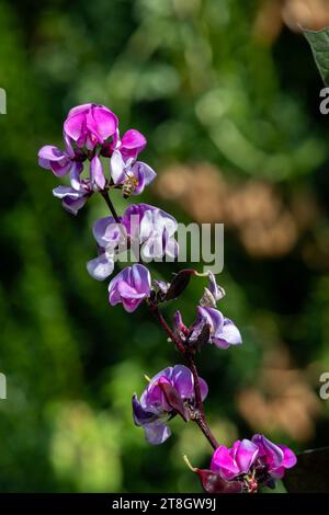 Nahaufnahme von Blüten der Hyazinthbohne (Lablab purpurea) in Blüte Stockfoto