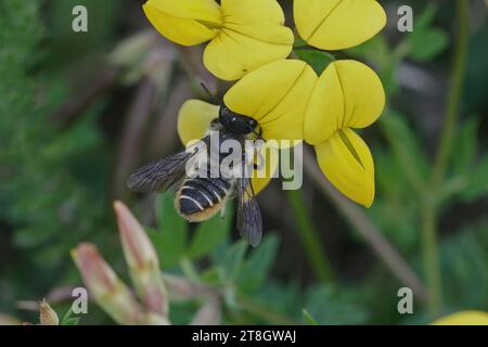 Natürliche Nahaufnahme einer weiblichen Patchwork-Blattschneiderbiene, Megachile centuncularis, tropfender Nektar aus einer gelben Lotus corniculatus-Blüte Stockfoto