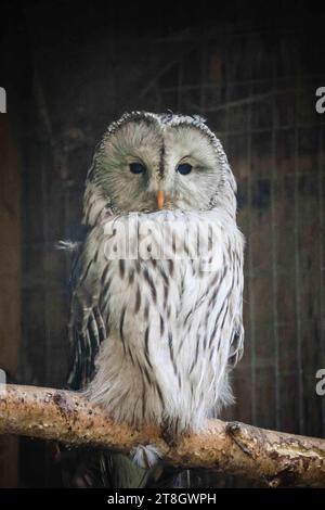 12.11.2023, Poing, DE, unterwegs in Deutschland, Fototermin, Themenbild, Verschiedene Themenbilder, Symbolbild, Tiere, im Bild Habichtskauz, Kauz, er Habichtskauz oder Uralkauz Strix uralensis ist eine große Eule aus der Gattung Strix in der Familie der Eigentlichen Eulen Strigidae. Er ähnelt dem Waldkauz Strix aluco, ist aber kontrastreicher gefärbt, bedeutend größer und oft mehr als doppelt so schwer wie dieser. Das geschlossene Verbreitungsgebiet der Art liegt im borealen Waldgürtel der Paläarktis und reicht ostwärts bis Korea und Japan. Reliktvorkommen in den Ka Stockfoto