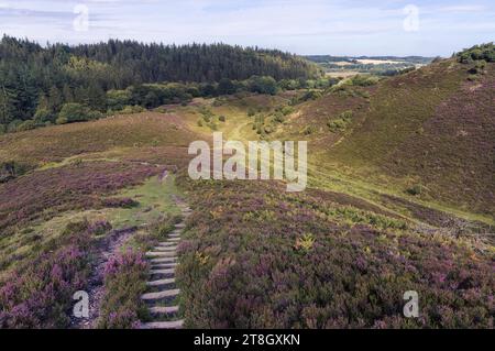 Heather Blooming bei Rebild Bakker in Dänemark Stockfoto