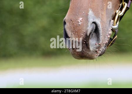 28.08.2023, Vogelsdorf, Brandenburg, DE - Detailaufnahme: Warzen an der Maulpartie eines Pferdes. Pferd, Anschnitt, Warzen, Maul, Maulpartien, Nuestern, Jungpferdewarzen, Warzenbefall, Papillomatose, Virus, Papillomavirus, Krankheit, Krankheit, Jaehrlingswarzen, Viruserkrankung, Detailaufnahme, Textfreiraum, Freisteller 230821D012VOGELSDORF.JPG *** 28 08 2023, Vogelsdorf, Brandenburg, DE Nahaufnahme von Warzen am Mund eines Pferdes, Inzision, Warzen, Mund, Mund, Mund, Mundstellen, Nüsse, Warzen bei jungen Pferden, Warzenbefall, Papillomatose, Virus, Papillomavirus, Krankheit, Krankheit, Yearl Stockfoto