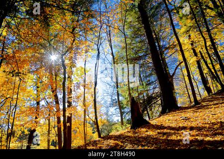 Linsenfleck im Wald mit herbstlicher Blattfarbe Stockfoto