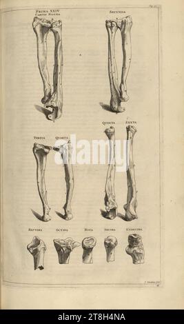 V. 1. De humani corporis fabrica 24. Stockfoto