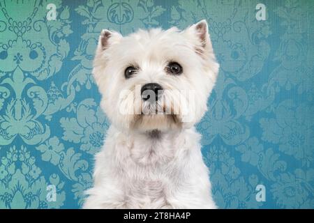 Ein Porträt eines White West Highland Terrier Westie sitzend in die Kamera isoliert auf einem Baby-blauen barocken Tapetenhintergrund Stockfoto