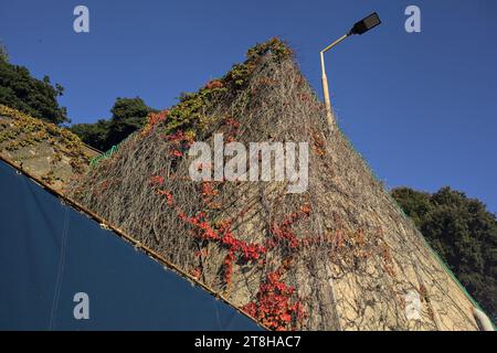 Kriechender roter Efeu an einer Betonwand mit einer Straßenlaterne bei Sonnenuntergang Stockfoto