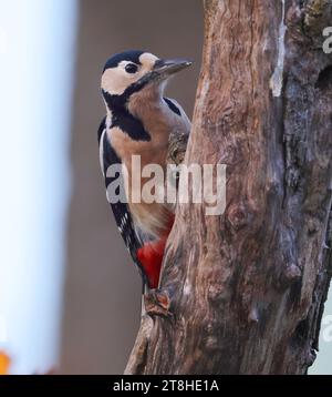 Ein Weibchen des Fleckenspechtes (Dendrocopos Major) auf einem alten Baum Stockfoto