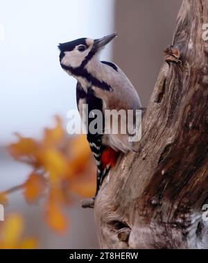 Ein Weibchen des Fleckenspechtes (Dendrocopos Major) auf einem alten Baum Stockfoto