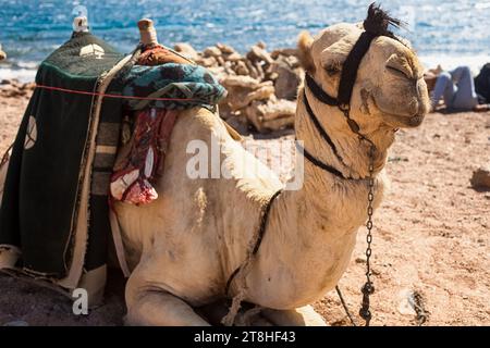 Eine Kamelkarawane ruht in der Wüste vor dem Hintergrund des roten Meeres und der hohen Berge. Stockfoto