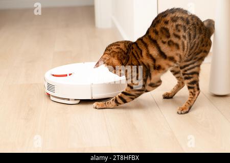 Haustierkonzept. Eine wunderschöne, verspielte Leopardenkatze der bengalischen Rasse springt lustig auf einen weißen Roboter-Staubsauger, der Müll und Staub im entfernt Stockfoto