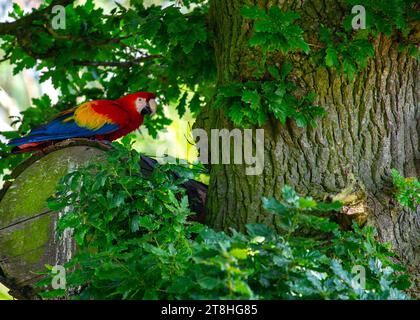 Ein lebendiger Scharlach-Ara, dessen Gefieder mit Scharlach, Gelb und Blau leuchtet, thront inmitten des üppigen Grüns seines einheimischen tropischen Regenwaldes. Seine bestellung Stockfoto