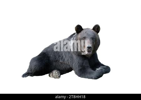 Der Schwarzbär liegt isoliert auf weißem Hintergrund Stockfoto