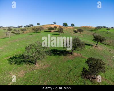 Drohnenansicht von Korkeichen auf der Weide der Provinz Huelva, Andalusien, Spanien, mit grünen Wiesen Stockfoto