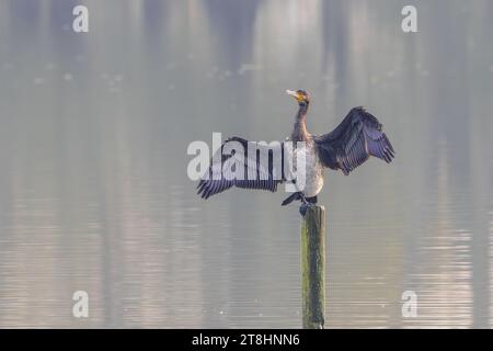 Nahaufnahme eines großen Kormorans, Phalacrocorax carbo, der auf einem Pfosten im Wasser in nebeligem Hintergrund steht, mit nassen Flügeln, die ausgebreitet wurden, um ihn zu trocknen Stockfoto