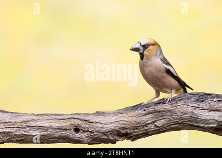 Nahaufnahme eines Weibchens im prächtigen bunten Gefieder Hawfinch, Coccothraustes coccothraustes, stehend auf einem moosigen Zweig vor hellem, verschwommenem Hintergrund Stockfoto