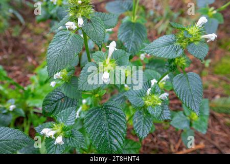 Nahaufnahme einer gewöhnlichen Hanfnessel, Galeopsis tetrahit, ein Mitglied der Familie der Lamiaceae mit haarigen grünen Blättern, die mit weißen violetten Flecken blühen Stockfoto