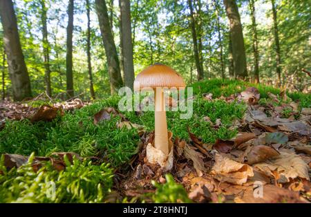 Nahaufnahme von gelbbrauner Grisette oder der orange-braunen ringlosen Amanita, Amanita fulva, weißer Stamm relativ lang dünn wächst aus Waldboden bedeckt mit Stockfoto