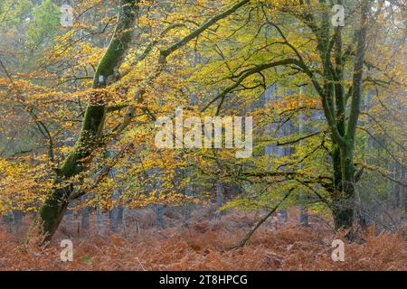 Herbstliche Waldszene in Bolderwood im New Forest National Park, Hampshire, England, Großbritannien, mit alten Buchen, die herbstliche Farben zeigen Stockfoto