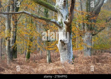 Herbstliche Waldszene in Bolderwood im New Forest National Park, Hampshire, England, Großbritannien, mit alten Buchen, die herbstliche Farben zeigen Stockfoto